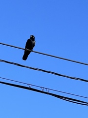 Corvus