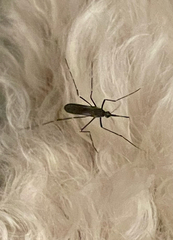 Culicinae