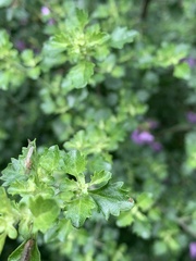 Prostanthera