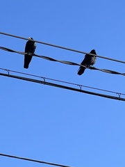 Corvus