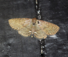 Nechesia albotentata