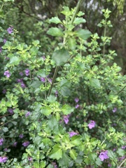 Prostanthera