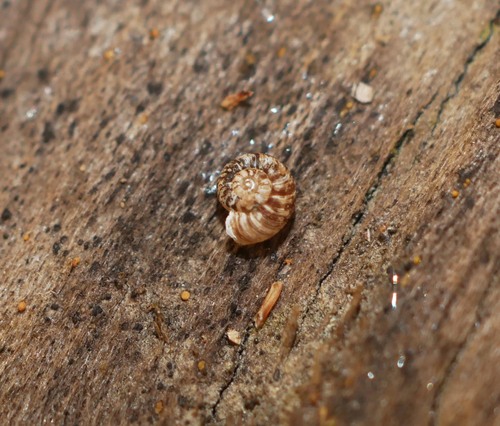 Flammulina pilsbryi observed 2022-10-10