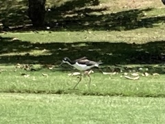 Himantopus mexicanus knudseni