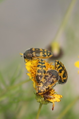 Acmaeodera auritincta