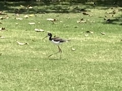 Himantopus mexicanus knudseni
