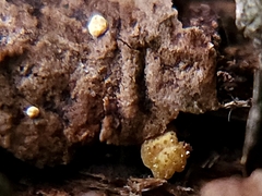 Trichoderma gelatinosum