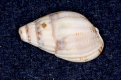 Tritia reticulata