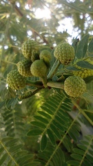 Leucaena diversifolia