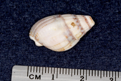 Tritia reticulata