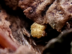 Trichoderma gelatinosum