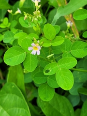 Oxalis barrelieri