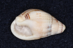 Tritia reticulata