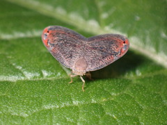 Ricaniidae