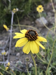 Encelia canescens