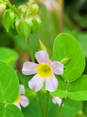 Oxalis barrelieri
