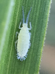 Thripsaphis foxtonensis