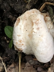 Entoloma