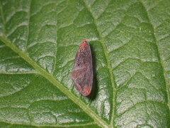 Ricaniidae