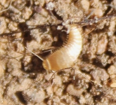 Nicoletiidae