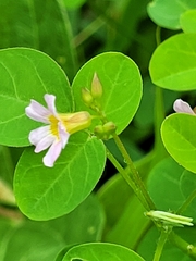 Oxalis barrelieri