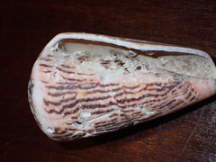 Conus princeps