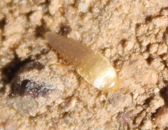 Nicoletiidae