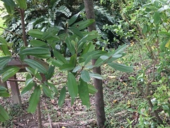 Cinnamomum cassia