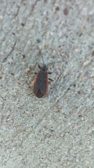 Melacoryphus lateralis