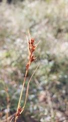 Rhynchospora capitellata