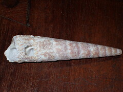 Turritella gonostoma