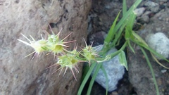 Cenchrus tribuloides