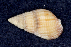 Tritia reticulata