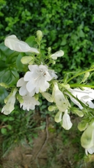 Penstemon digitalis