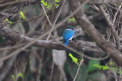 Todiramphus chloris palmeri