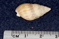 Tritia reticulata