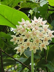 Hoya