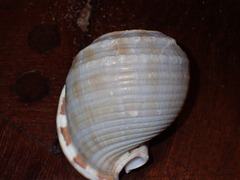 Semicassis centiquadrata