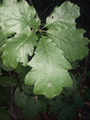Quercus rubra