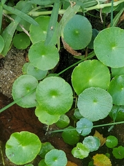 Hydrocotyle verticillata