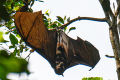 Pteropus alecto