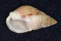 Tritia reticulata