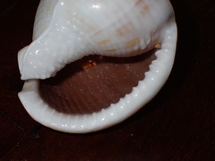 Semicassis centiquadrata