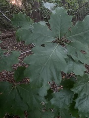 Quercus rubra