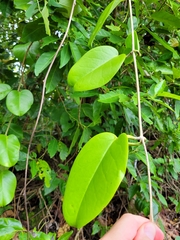 Hoya
