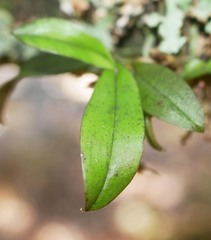 Drymoanthus adversus
