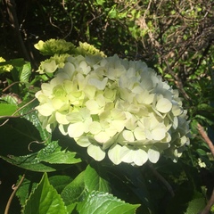 Hydrangea