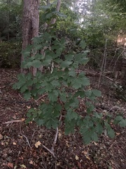 Quercus rubra