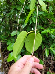Hoya