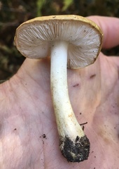 Tricholoma subsejunctum